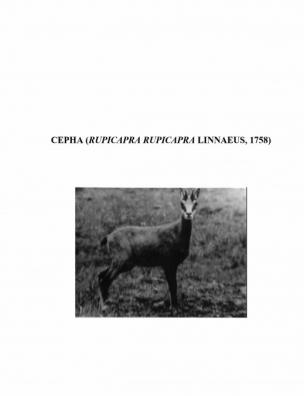 Серна (Rupicapra rupicapra Linnaeus, 1758)